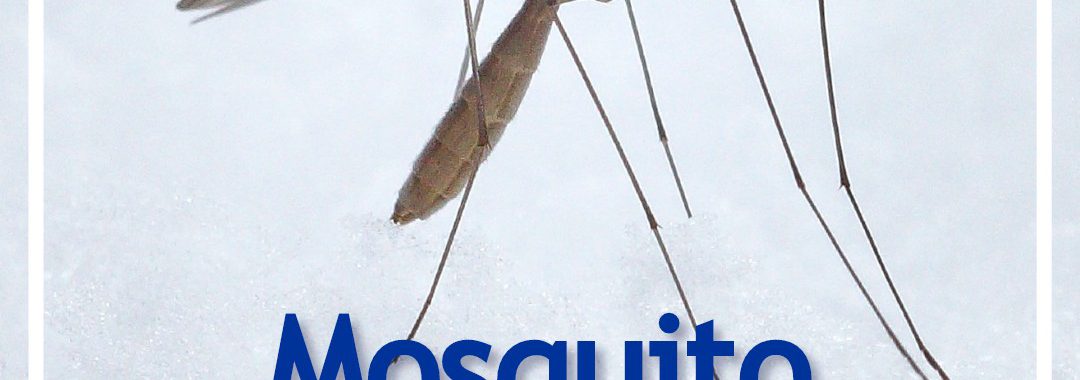 Mosquito with Mosquito Spraying text below